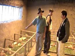 Implementación de galpones de cuy solo requiere inversión de seis mil soles 