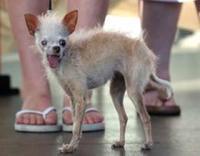 Murió el perro "más feo del mundo"