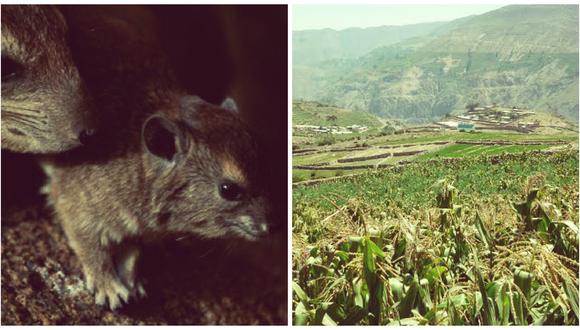 Tacna: plaga de ratas ha acabado con el 40% de cosechas de agricultores