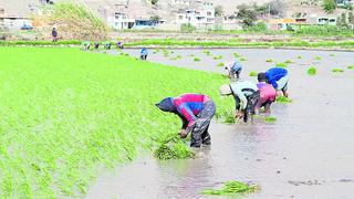 Arequipa: caudal del río Tambo aún no disminuye 