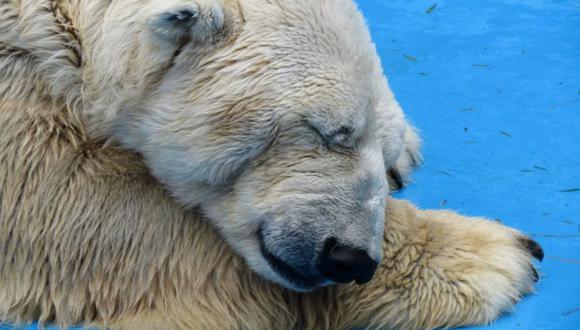 300.000 personas piden trasladar de Argentina hacia Canadá al oso "Arturo"