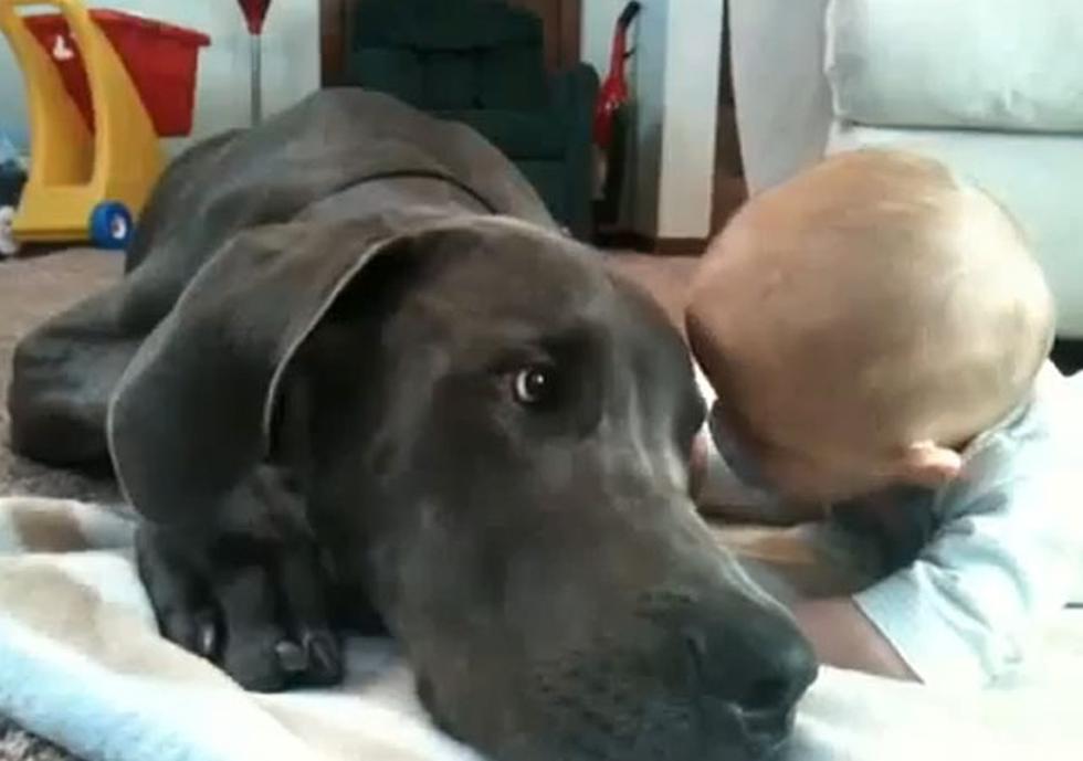 Gran Danés que juega y acaricia a bebé es sensación en Youtube (VIDEO)
