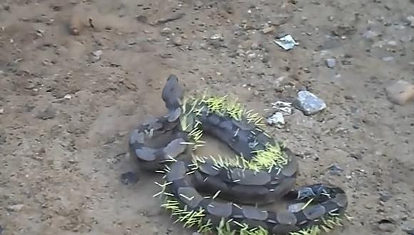 ​YouTube: Serpiente intenta devorar a un puercoespín, pero todo le sale mal