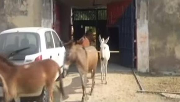 Ocho burros fueron encarcelados en la India por comer flores