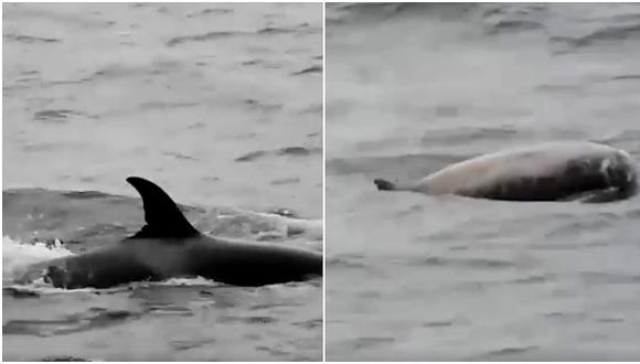 Grupo de orcas devora con crueldad a ballena azul en Australia (VIDEO)