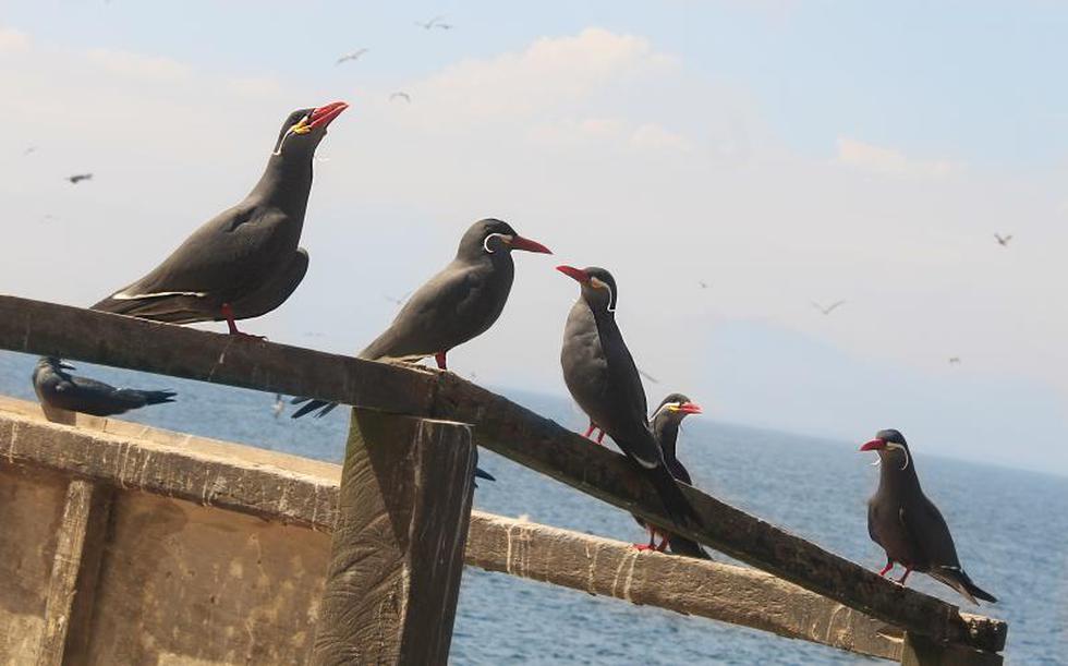 Islas Guañape: tesoro marino de la región La Libertad (Fotos)