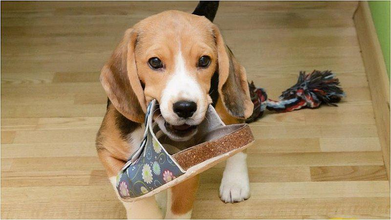 Día del perro: ¿cómo educar mejor a tu amigo de 4 patas? 