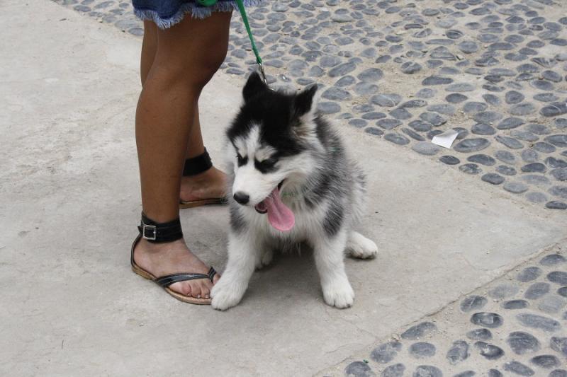 Realizarán campaña veterinaria gratuita en Pueblo Libre