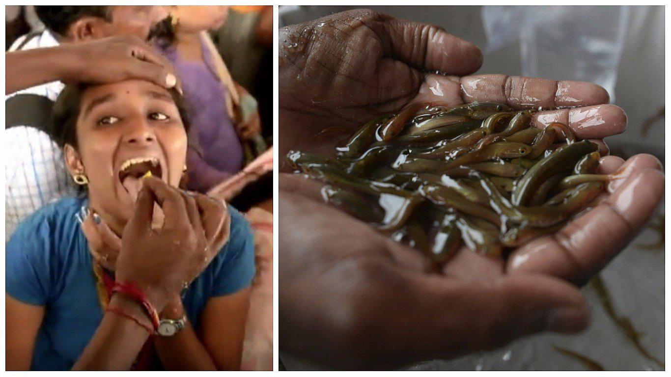 India: miles tragan un pez vivo como remedio para el asma (VIDEO)