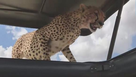 Guepardo salta sobre techo abierto de coche y turistas pasan el susto de sus vidas (VIDEO)