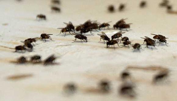 Turista sobrevive comiendo moscas tras perderse en Australia