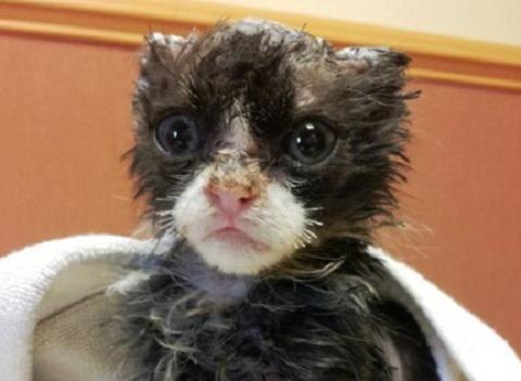 Gato de cinco semanas sobrevive tras ser quemado vivo 