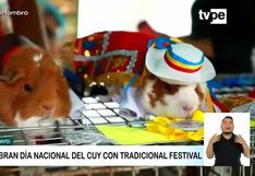 Huancayo celebró Día Nacional del Cuy y animalitos con trajes típicos fueron la sensación (VIDEO)
