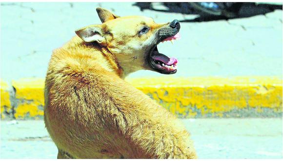 ​22 mil canes callejeros en la región ponen en riesgo a transeúntes