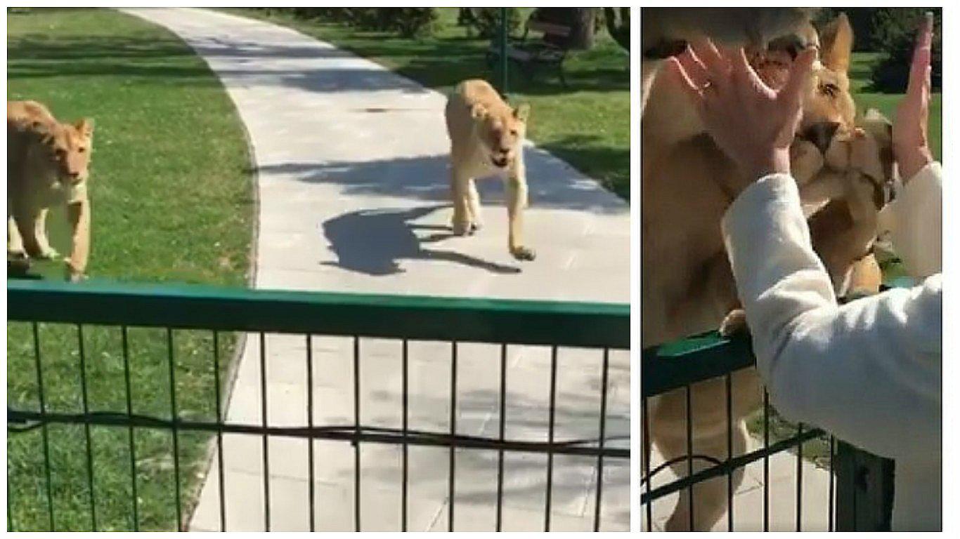 ​Facebook: mujer y leonas se reencuentran y lo que pasa luego se vuelve viral [VIDEO]