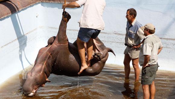 Hipopótamo murió atrapado en la piscina donde se refugió