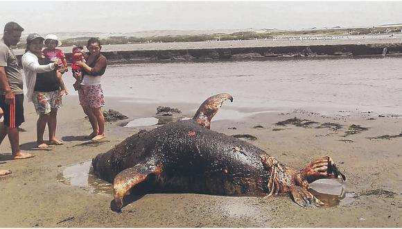 Lobos marinos aparecen muertos en playas