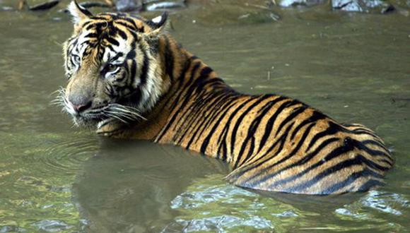 Sumatra: Tigres toman como "rehenes" a cinco personas