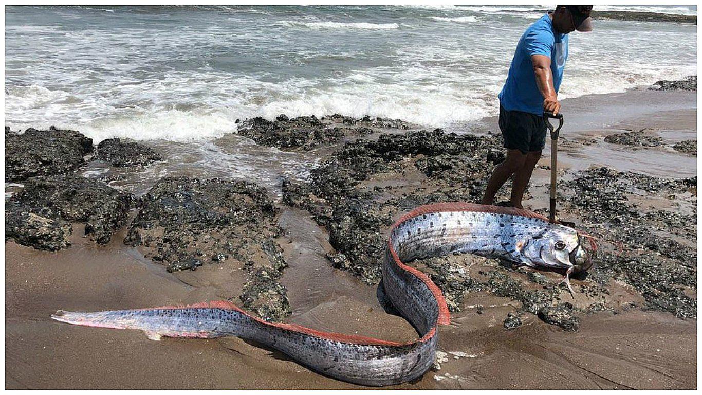  IGP se pronuncia sobre aparición de pez remo varado en playa de Tacna (FOTOS)
