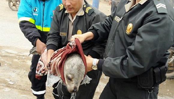 ​Ventanilla: Cría de lobo marino es rescatada tras varar en playa Costa Azul