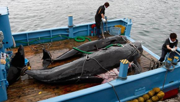 Ahora Japón va por ballenas al Pacífico norte
