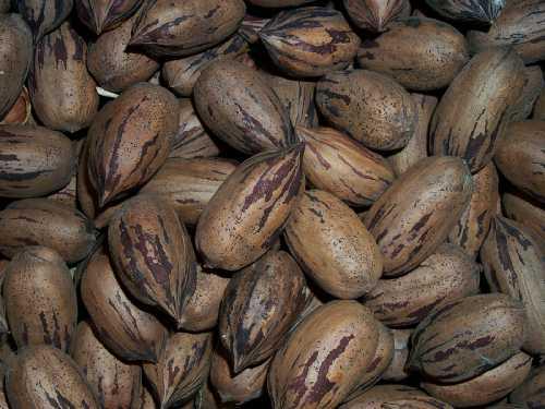 Roban 180 sacos de pecana de fundo 