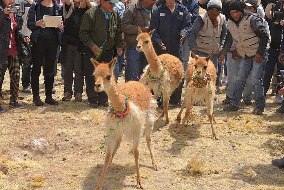 Arequipa sede de "Alpaca Fiesta 2018"