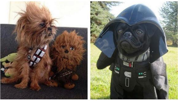 Star Wars: perritos disfrazados con los personajes de la película te cautivarán (FOTOS)