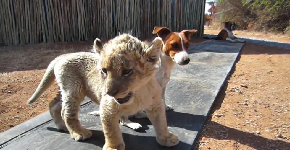Fotos: Conoce la amistad entre un león blanco y unos perros