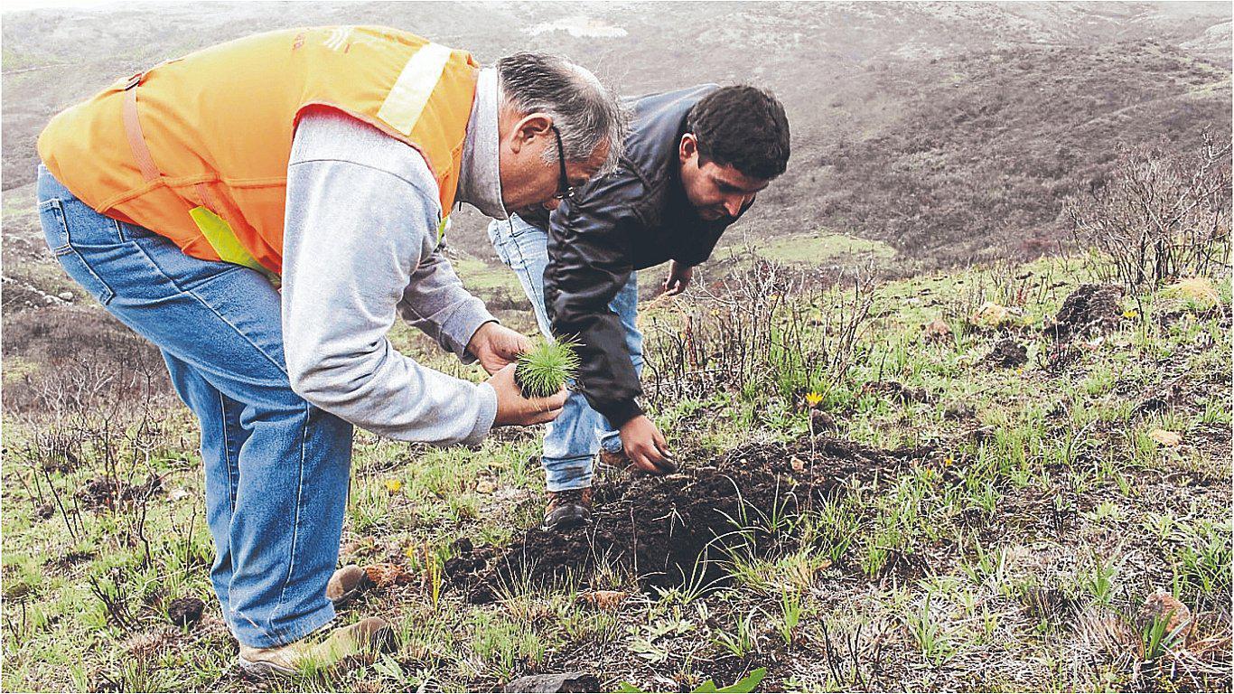 Alto Piura reforesta las nacientes de agua de Cascapampa 