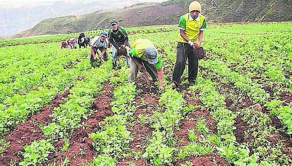 ​INEI: Producción agrícola cayó 3.91 entre enero y mayo