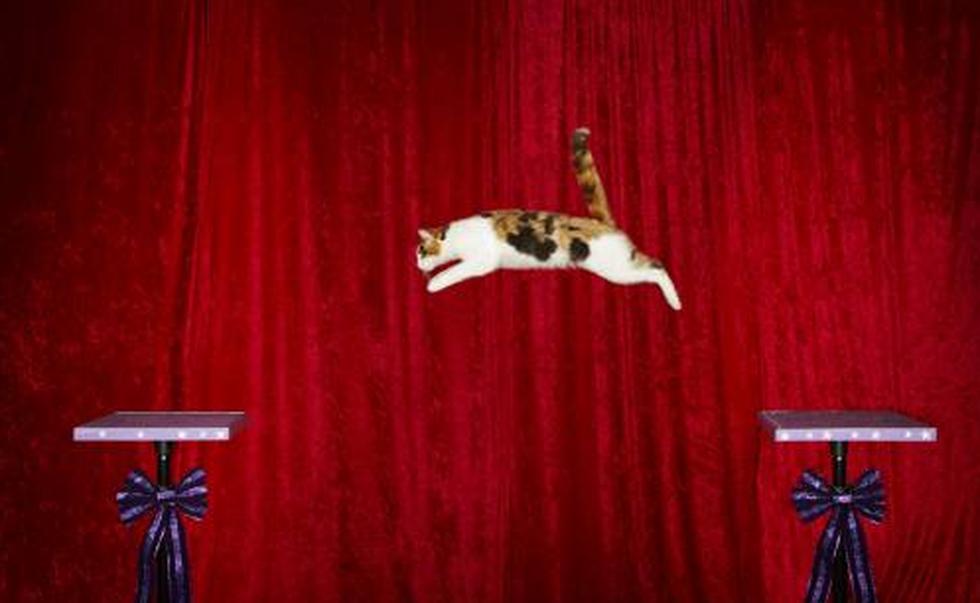 La lengua más larga, un fan de James Bond y un gato saltador entran en el Guinness (FOTOS)