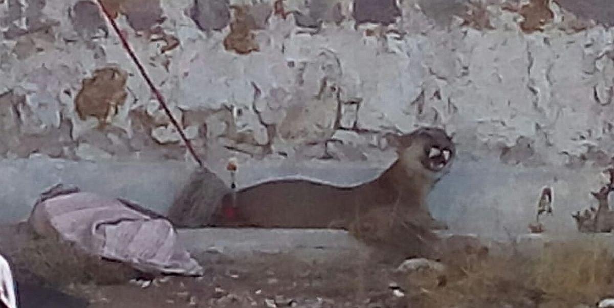 Fiscalía investigará muerte de puma andino en Arequipa 