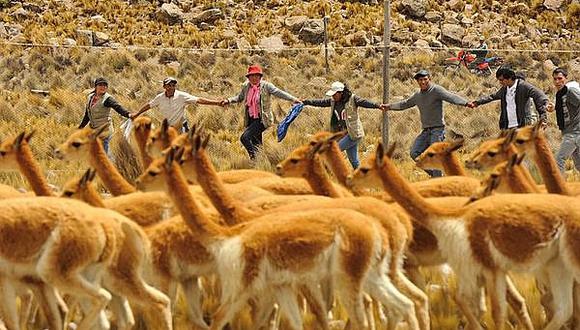 Cazadores furtivos mataron 500 vicuñas en Orcopampa