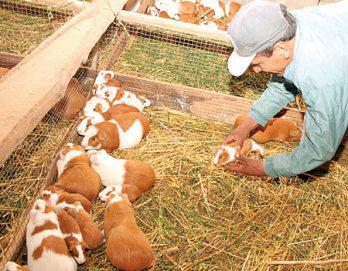2 Módulos más de crianza de cuyes