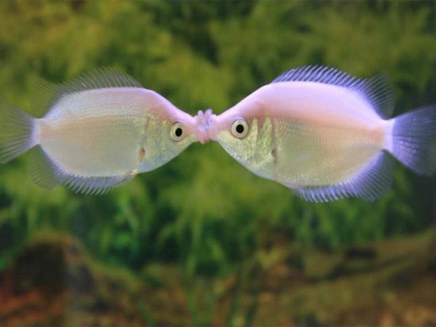 Peces hembras prefieren machos gay para aparearse