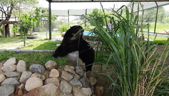 El oso de anteojos rescatado en Huancabamba tiene un mejor ambiente (VIDEO)