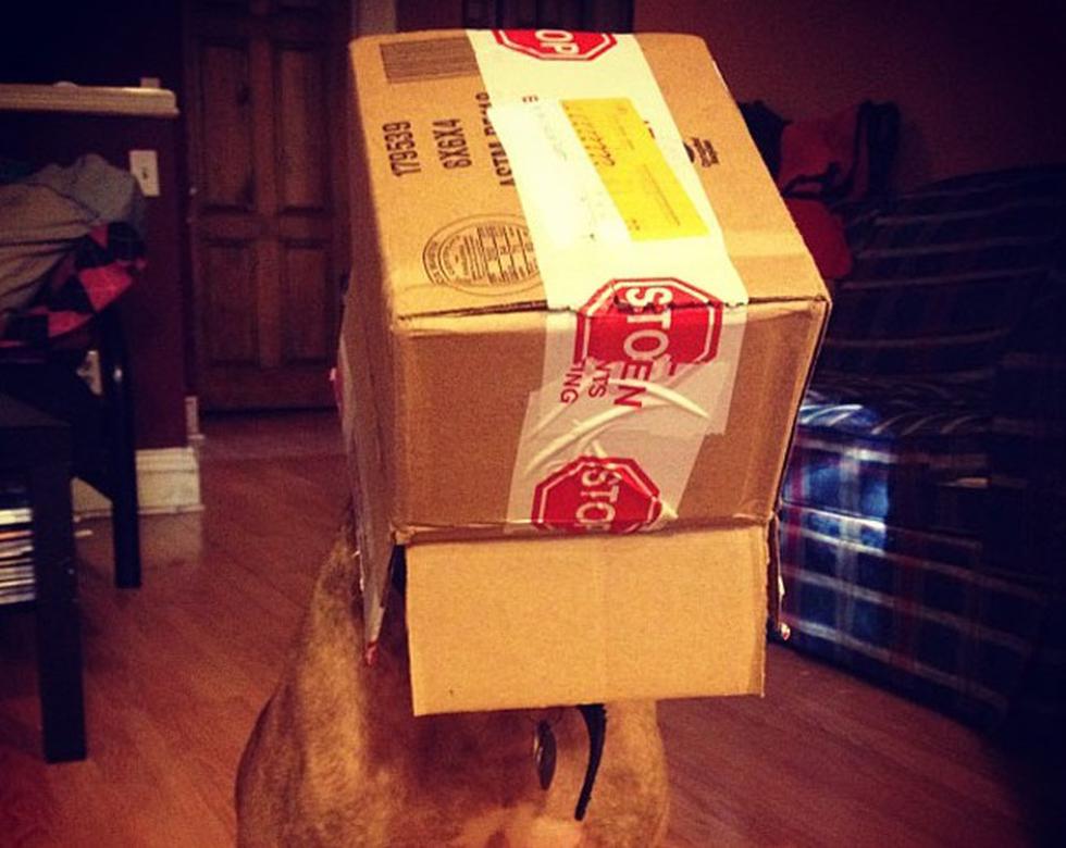 Perro hace equilibrio con cualquier cosa en su cabeza (FOTOS)