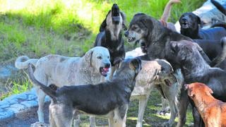 930 mordeduras de perros  se reportan en los últimos nueve meses solo en dos provincias de Junín