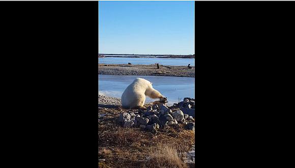 YouTube: Historia de oso polar acariciando a un perro tuvo un inesperado final
