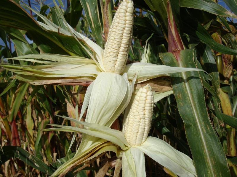 INIA presenta dos variedades de maíz