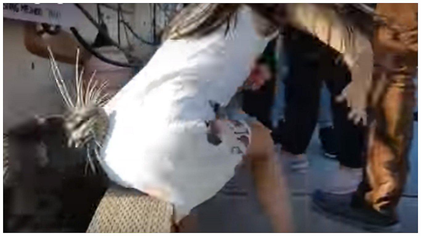 YouTube: un lobo marino atrapó a niña y la sumergió causando terror en turistas (VIDEO)