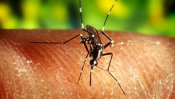 Zika: sector salud descarta presencia del vector en Tacna