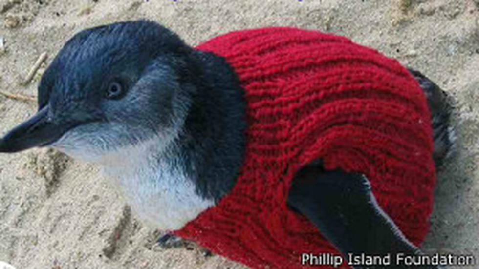 Si sabes tejer tú también puedes vestir a los pingüinos bebés contra el frío
