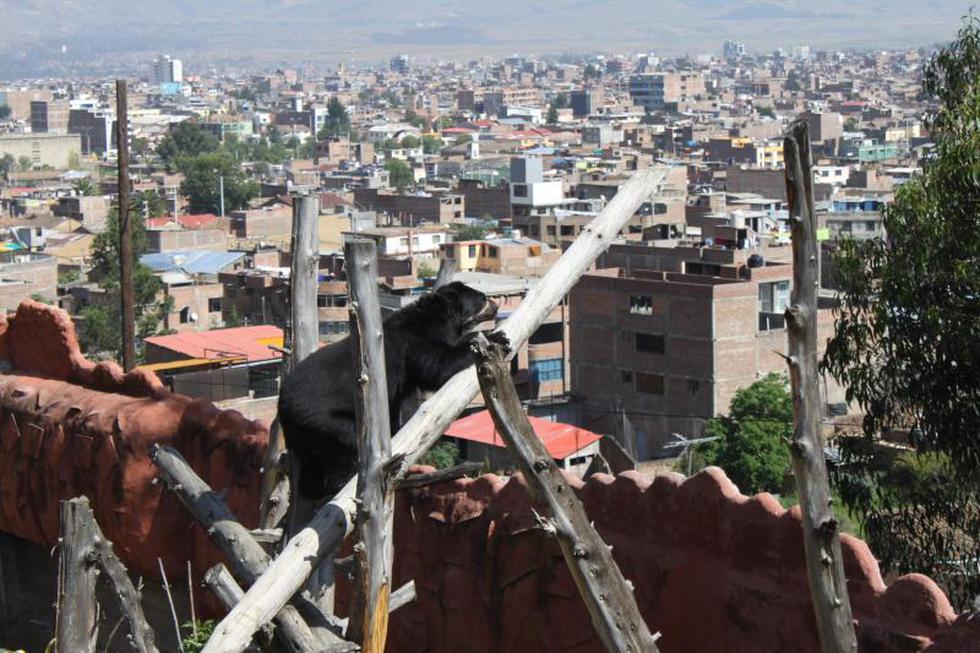 Implantarán chips a los animales de zoológico 