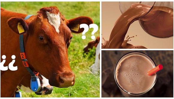 16 millones de estadounidenses creen que la leche con chocolate proviene de vacas marrones 