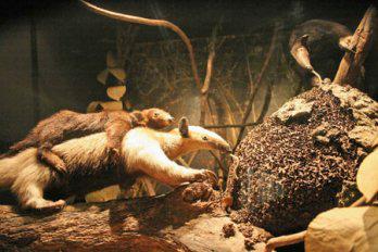 Museo Vicente Rasetto
 ampliará instalaciones