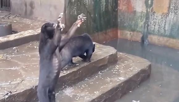 YouTube: ¡Lamentable! Osos desnutridos desesperados por comida en zoológico