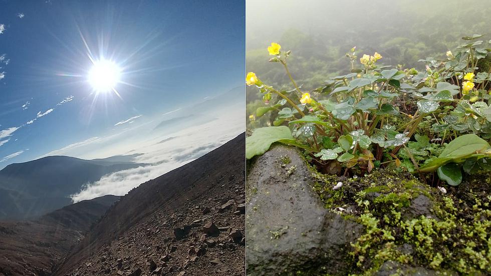 Conoce las Lomas de Primavera de Carabayllo, un lugar escondido a pocas horas de Lima (VIDEO)