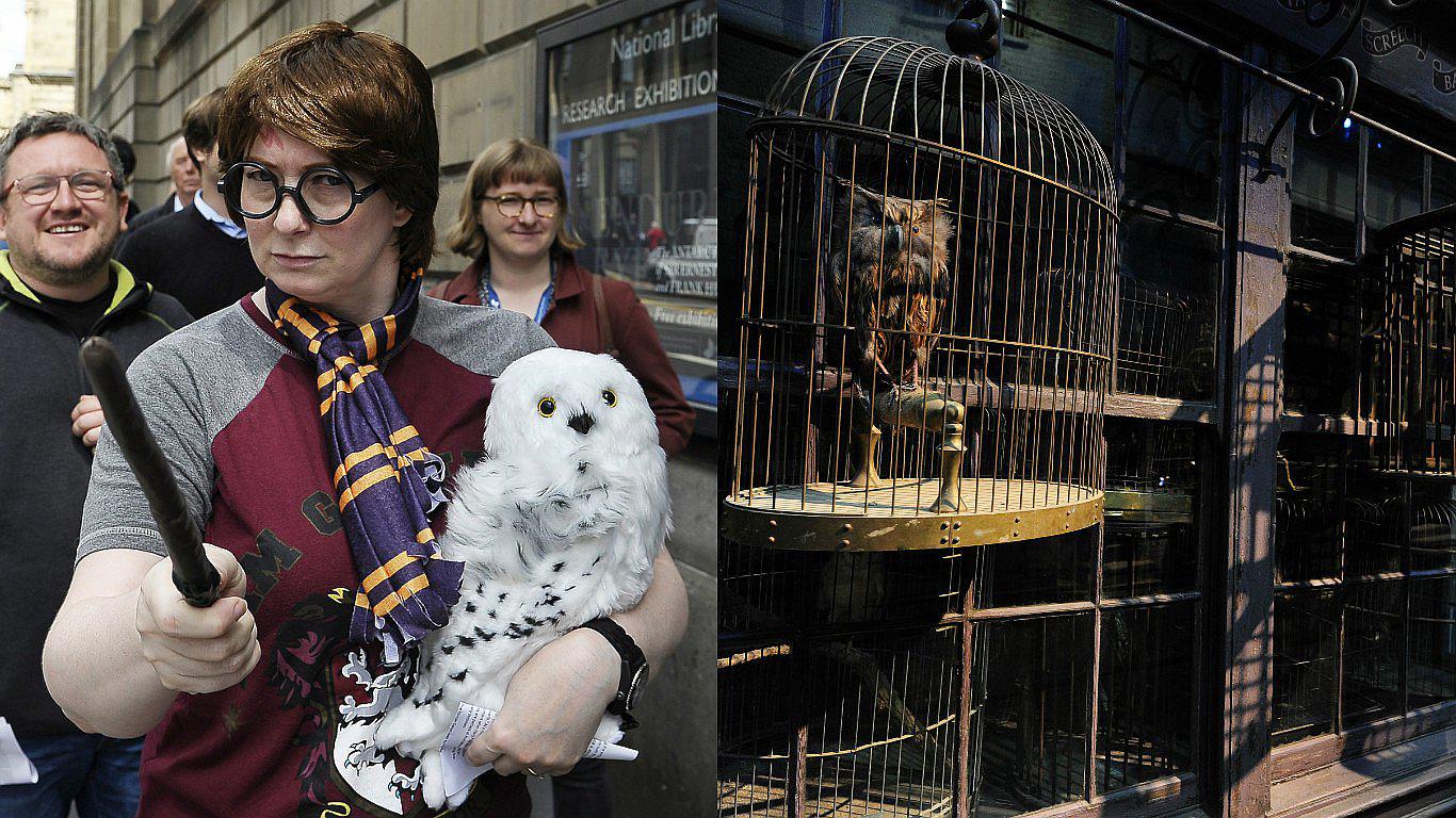 ​‘Harry Potter’: búho Nival en peligro de extinción y aseguran que es por culpa de la saga